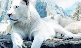 世界上最稀有的狮子 世界上最稀有的狮子