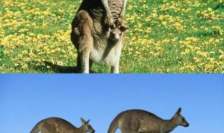 最高的哺乳动物